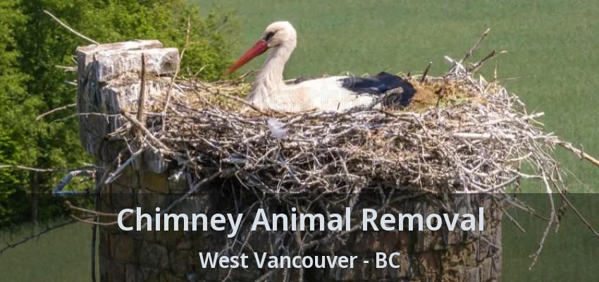 Chimney Animal Removal West Vancouver - BC